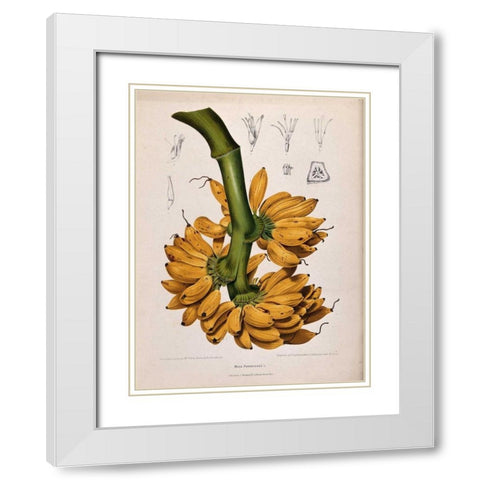 Plantain, Banana White Modern Wood Framed Art Print with Double Matting by Van Nooten, Madame