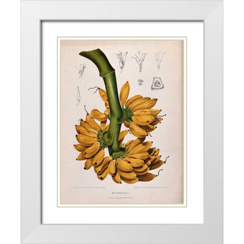 Plantain, Banana White Modern Wood Framed Art Print with Double Matting by Van Nooten, Madame