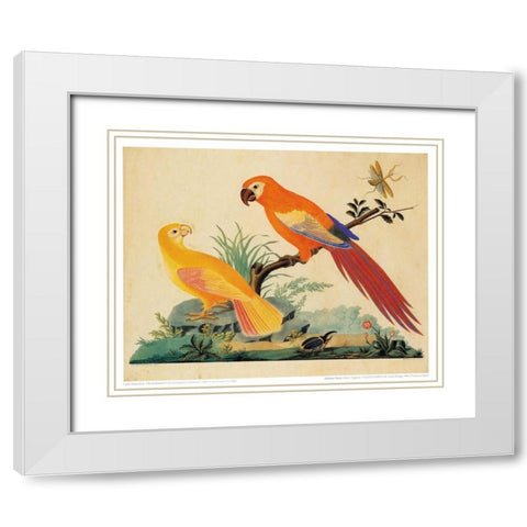 Two Parrots White Modern Wood Framed Art Print with Double Matting by Raineri, Carlo, Vittorio