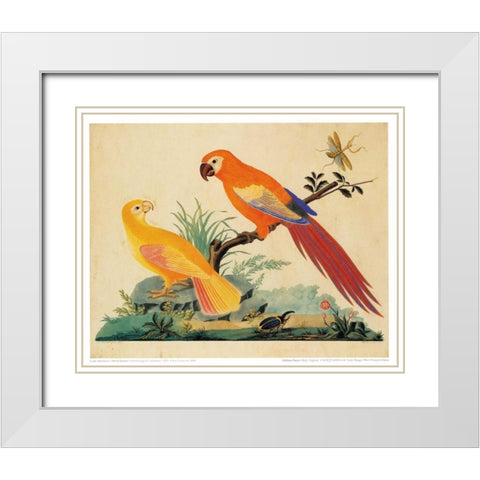 Two Parrots White Modern Wood Framed Art Print with Double Matting by Raineri, Carlo, Vittorio