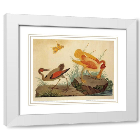 Spoonbill and Fantasy Stork White Modern Wood Framed Art Print with Double Matting by Raineri, Carlo, Vittorio