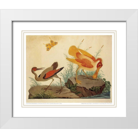 Spoonbill and Fantasy Stork White Modern Wood Framed Art Print with Double Matting by Raineri, Carlo, Vittorio