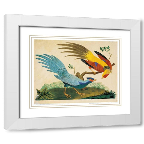 Golden and Silver Pheasant White Modern Wood Framed Art Print with Double Matting by Raineri, Carlo, Vittorio
