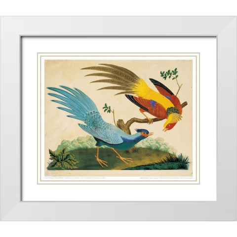 Golden and Silver Pheasant White Modern Wood Framed Art Print with Double Matting by Raineri, Carlo, Vittorio