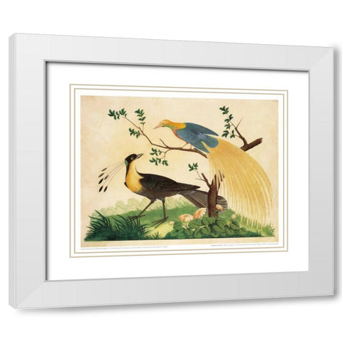 Bird of Paradise and Exotic Bird White Modern Wood Framed Art Print with Double Matting by Raineri, Carlo, Vittorio