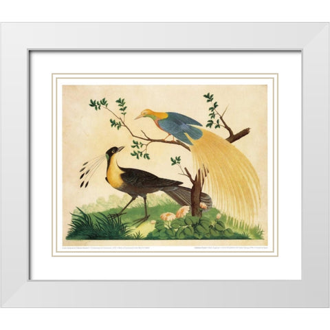 Bird of Paradise and Exotic Bird White Modern Wood Framed Art Print with Double Matting by Raineri, Carlo, Vittorio