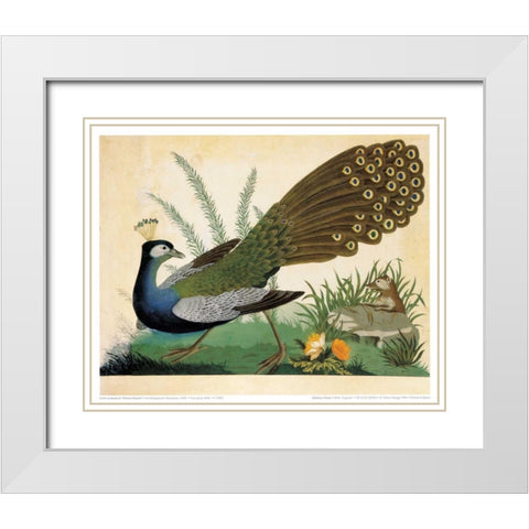 Peacock and Mole White Modern Wood Framed Art Print with Double Matting by Raineri, Carlo, Vittorio