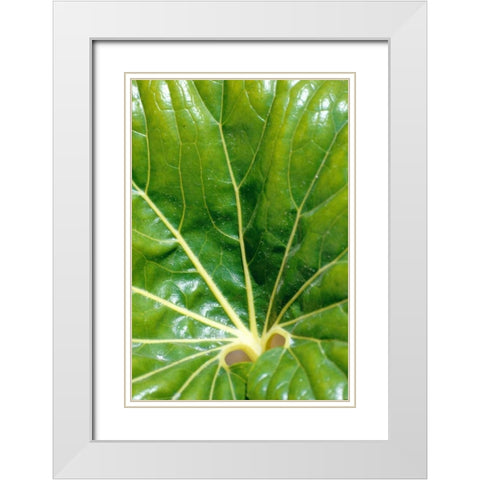 Tropical Leaf White Modern Wood Framed Art Print with Double Matting by Blue, Cyril