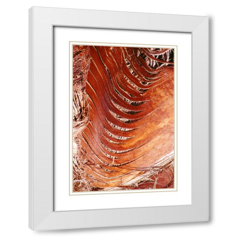 Palm Bark White Modern Wood Framed Art Print with Double Matting by Blue, Cyril