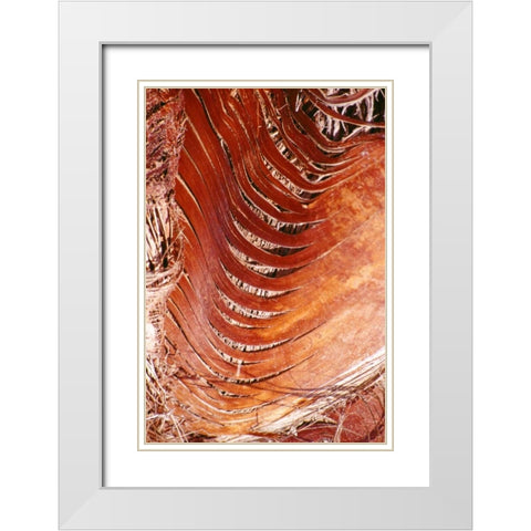 Palm Bark White Modern Wood Framed Art Print with Double Matting by Blue, Cyril