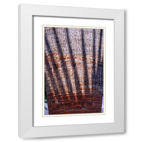 Date Palm Crown White Modern Wood Framed Art Print with Double Matting by Blue, Cyril