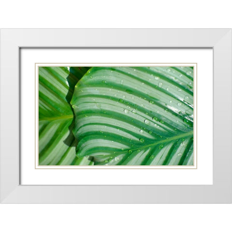 Tropical Leaf White Modern Wood Framed Art Print with Double Matting by Blue, Cyril