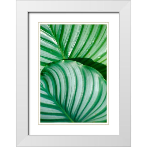 Tropical Leaf White Modern Wood Framed Art Print with Double Matting by Blue, Cyril