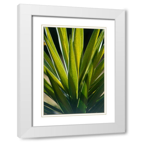 Aloe White Modern Wood Framed Art Print with Double Matting by Blue, Cyril