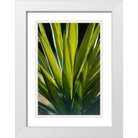 Aloe White Modern Wood Framed Art Print with Double Matting by Blue, Cyril