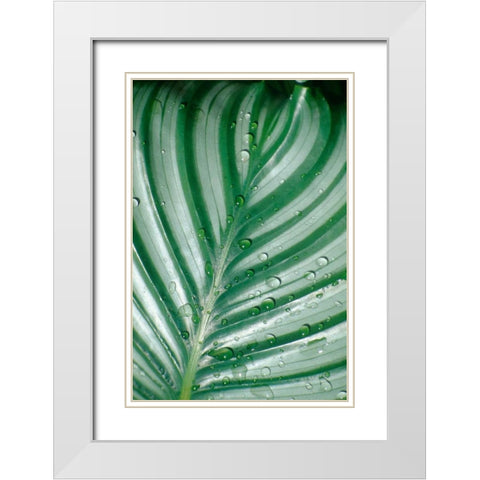 Tropical Leaf White Modern Wood Framed Art Print with Double Matting by Blue, Cyril