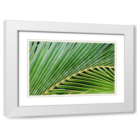 Palm Frond White Modern Wood Framed Art Print with Double Matting by Blue, Cyril