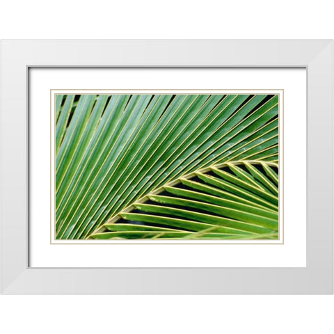 Palm Frond White Modern Wood Framed Art Print with Double Matting by Blue, Cyril