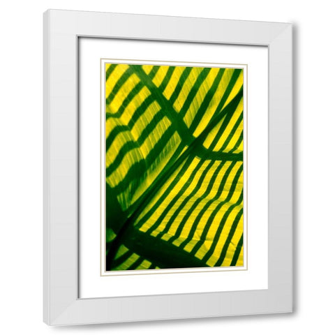 Palm Frond White Modern Wood Framed Art Print with Double Matting by Blue, Cyril