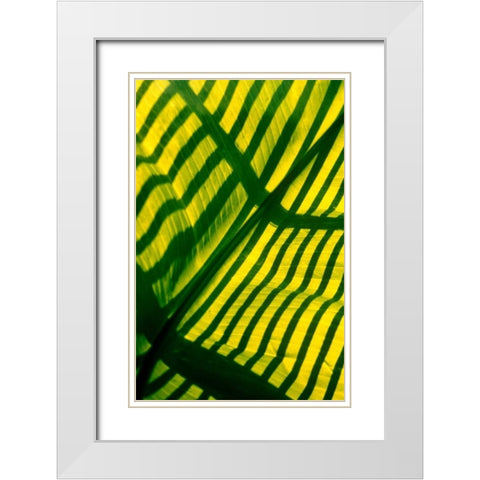Palm Frond White Modern Wood Framed Art Print with Double Matting by Blue, Cyril
