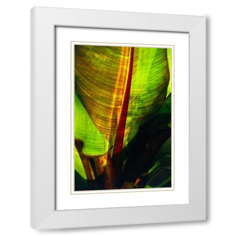 Palm Frond White Modern Wood Framed Art Print with Double Matting by Blue, Cyril