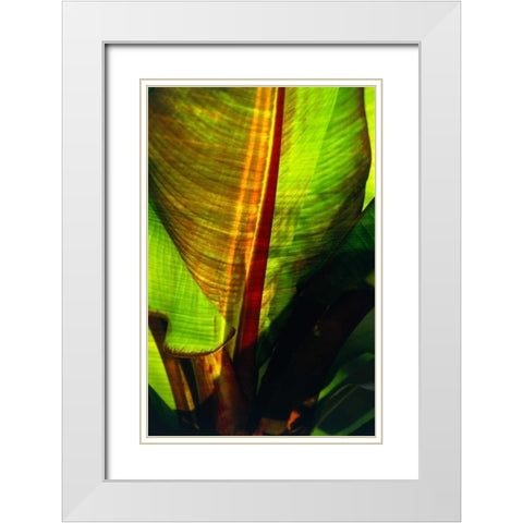 Palm Frond White Modern Wood Framed Art Print with Double Matting by Blue, Cyril