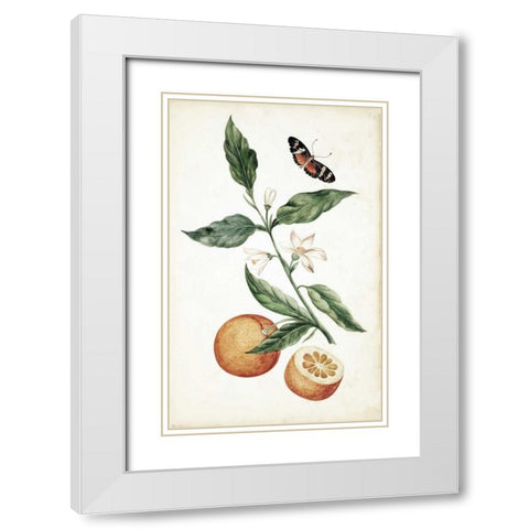 Orange Blossom White Modern Wood Framed Art Print with Double Matting by Markee, Cornelis