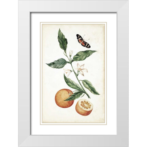 Orange Blossom White Modern Wood Framed Art Print with Double Matting by Markee, Cornelis
