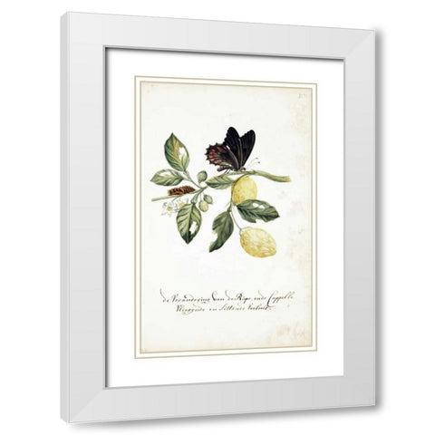 Limmetijen Tree, Butterflies White Modern Wood Framed Art Print with Double Matting by Markee, Cornelis