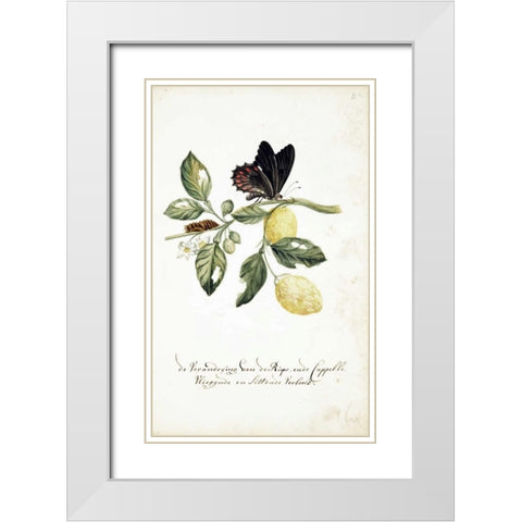 Limmetijen Tree, Butterflies White Modern Wood Framed Art Print with Double Matting by Markee, Cornelis