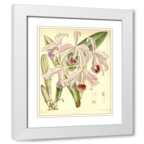 Orchid, Cattleya Lawrenceana White Modern Wood Framed Art Print with Double Matting by Curtis, William
