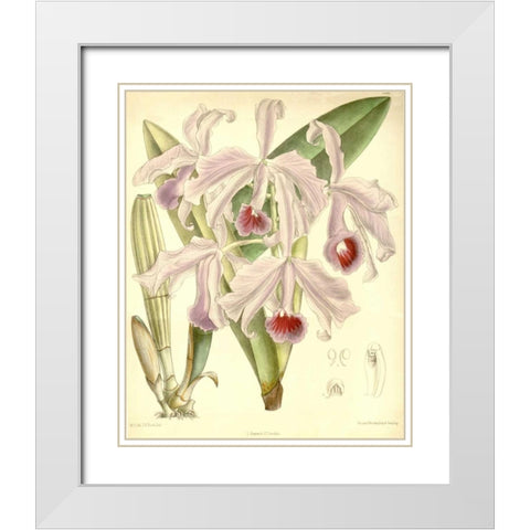 Orchid, Cattleya Lawrenceana White Modern Wood Framed Art Print with Double Matting by Curtis, William
