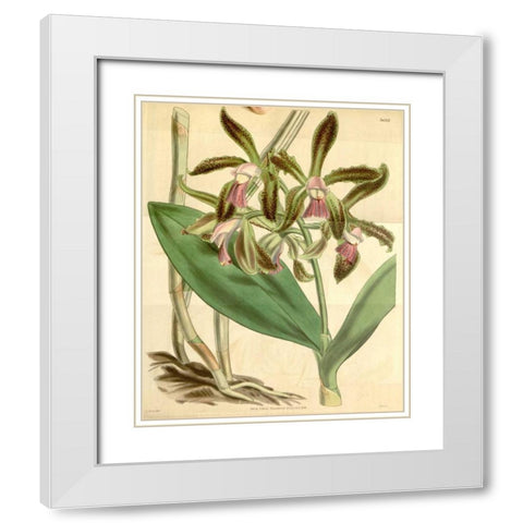Orchid, Cattleya Guttata White Modern Wood Framed Art Print with Double Matting by Curtis, William