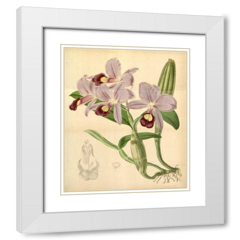 Orchid, Guarianthe Skinneri White Modern Wood Framed Art Print with Double Matting by Curtis, William