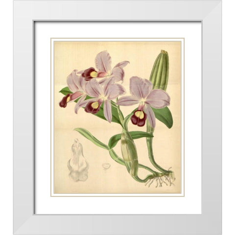 Orchid, Guarianthe Skinneri White Modern Wood Framed Art Print with Double Matting by Curtis, William