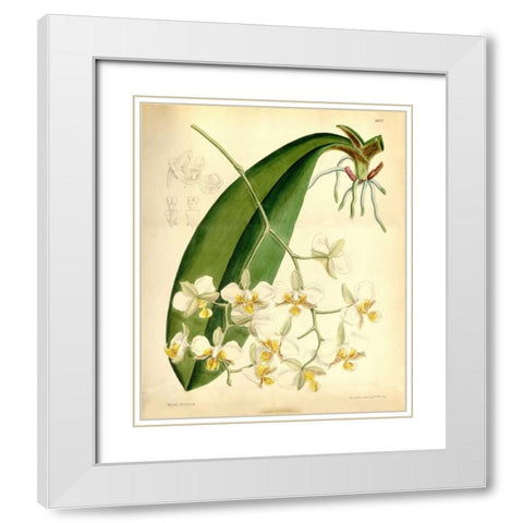 Orchid, Phalaenopsis Stuartiana White Modern Wood Framed Art Print with Double Matting by Curtis, William