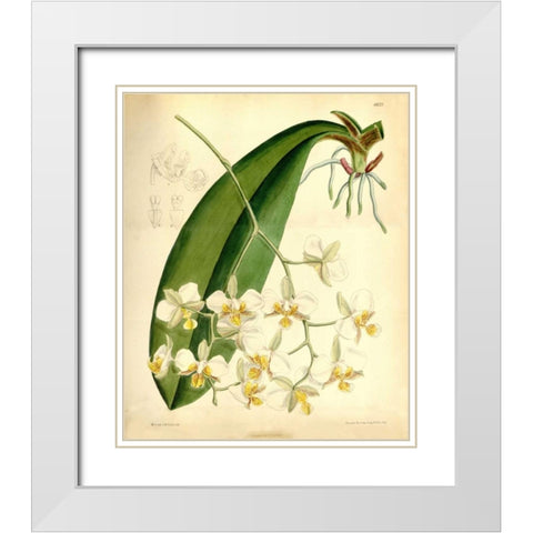 Orchid, Phalaenopsis Stuartiana White Modern Wood Framed Art Print with Double Matting by Curtis, William