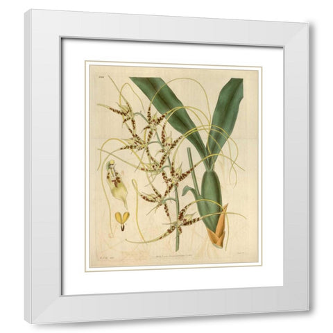 Orchid, Brassia Caudata White Modern Wood Framed Art Print with Double Matting by Curtis, William
