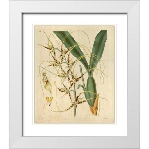Orchid, Brassia Caudata White Modern Wood Framed Art Print with Double Matting by Curtis, William