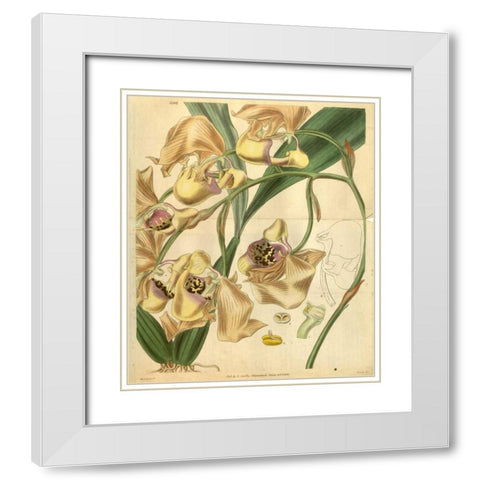 Orchid, Coryanthes Maculata White Modern Wood Framed Art Print with Double Matting by Curtis, William