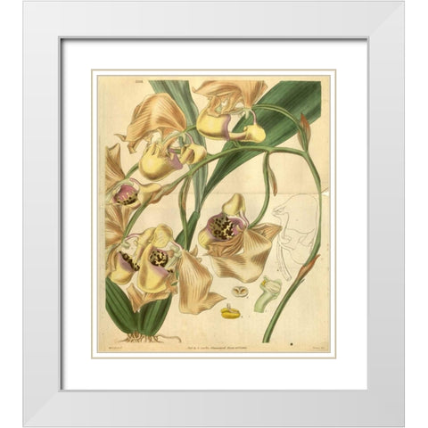 Orchid, Coryanthes Maculata White Modern Wood Framed Art Print with Double Matting by Curtis, William