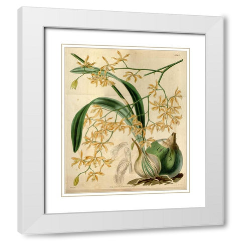 Orchid, Encyclia Candollei White Modern Wood Framed Art Print with Double Matting by Curtis, William