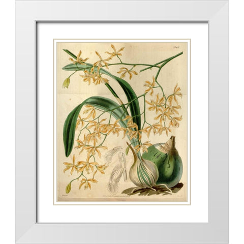 Orchid, Encyclia Candollei White Modern Wood Framed Art Print with Double Matting by Curtis, William