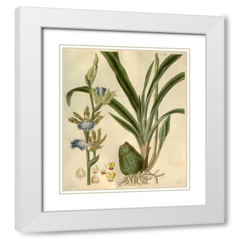 Orchid, Zygopetalum Mackayi White Modern Wood Framed Art Print with Double Matting by Curtis, William