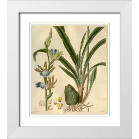 Orchid, Zygopetalum Mackayi White Modern Wood Framed Art Print with Double Matting by Curtis, William