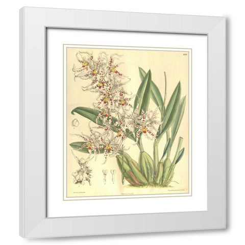 Orchid, Odontoglossum Naevium White Modern Wood Framed Art Print with Double Matting by Curtis, William