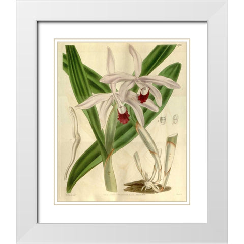 Orchid, Cattleya Intermedia White Modern Wood Framed Art Print with Double Matting by Curtis, William