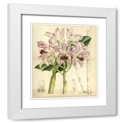 Orchid, Cattleya Amethystoglossa White Modern Wood Framed Art Print with Double Matting by Curtis, William
