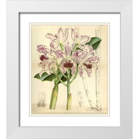 Orchid, Cattleya Amethystoglossa White Modern Wood Framed Art Print with Double Matting by Curtis, William