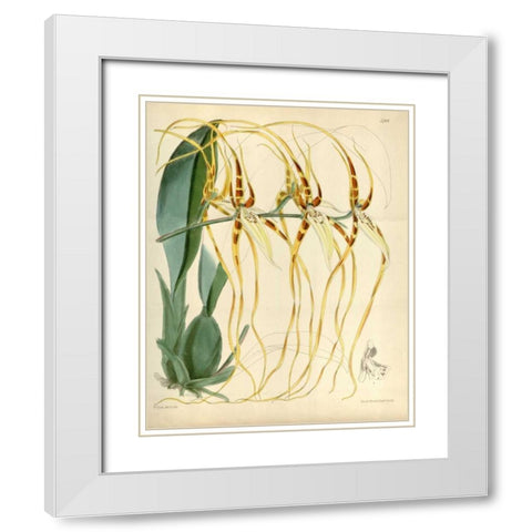 Orchid, Brassia Arcuigera White Modern Wood Framed Art Print with Double Matting by Curtis, William